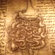 Anatomy Art Drawing - VideoHive Item for Sale