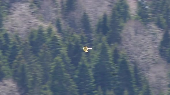 Camera Following The Bird of Prey Flying Over Forest