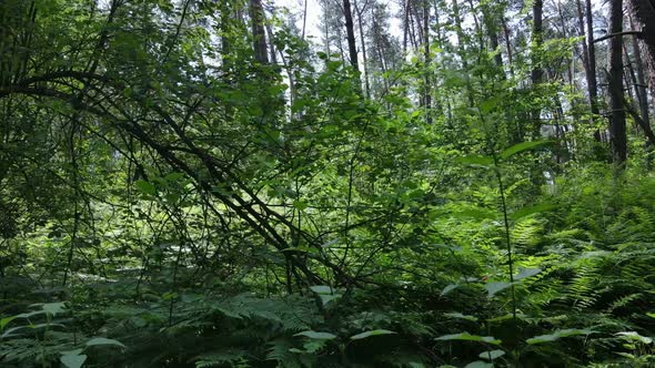 Trees in the Forest By Summer Day