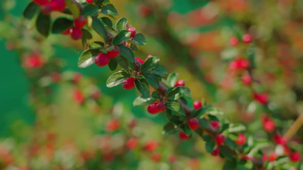 Lush Branch with Red Berries on Blurred Background Macro