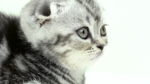 Toddler Kitten Scottish Fold Looks at the Sides . White Background. Close Up