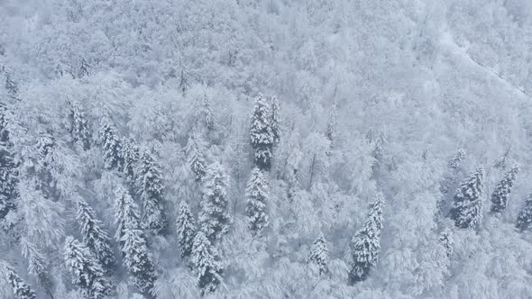 Aerial shot: spruce and pine winter forest completely covered by snow.