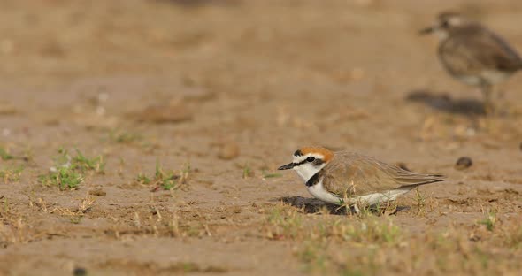 Male Kentish Plover bird lowers its body mid-day on a grassland in India