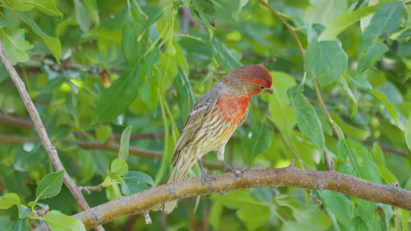 An adult male house finch perched on a tree looks around then hops off
