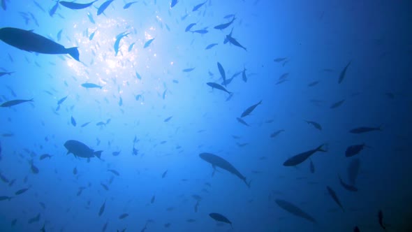 slow motion shot of the silhouettes of fish swimming around. in the ocean