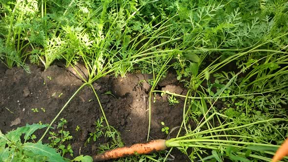 A farmer picks up a fresh crop of carrots in the garden.