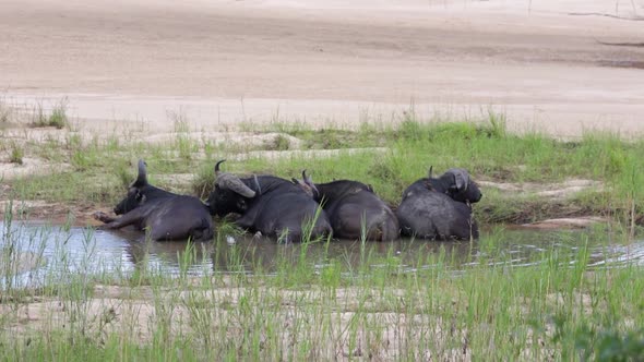 Four African Cape Buffalo rest during heat of day in cool river mud