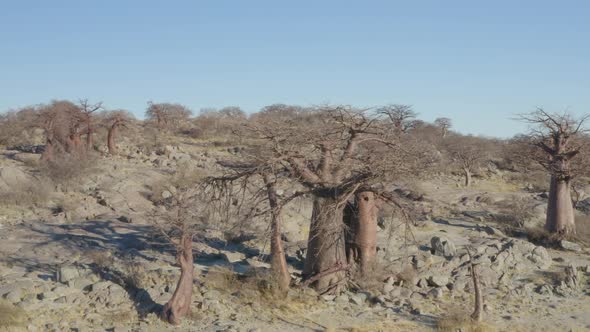 Scenery Of Baobab Trees At Parched Island Near Makgadikgadi Pan Area Of Botswana. Aerial Drone