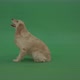 Golden Retriever Green Screen Dog In Side View Barking Isolated On Chromakey Green Background - VideoHive Item for Sale
