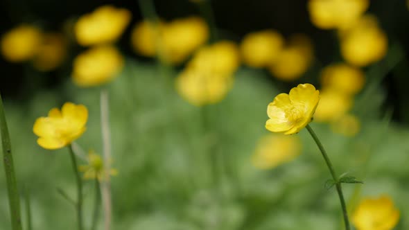 Hidden in grass   Creeping buttercups beautiful yellow buds green background  4K 2160p 30fps UltraHD