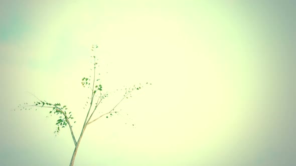 A time-lapse animation of growth of a lonely tree in windy environment. HD