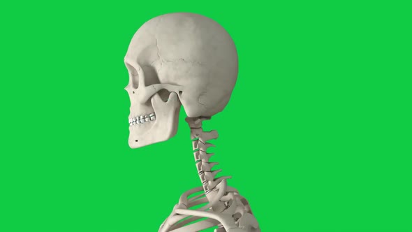 The skull is a bone structure that forms the head in vertebrates.