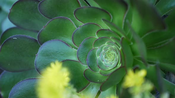 Aeonium Arboreum Houseleek Tree Yellow Flower California USA