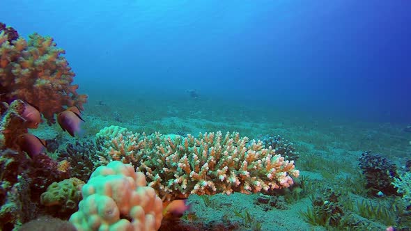 Blue Sea Colorful Fish