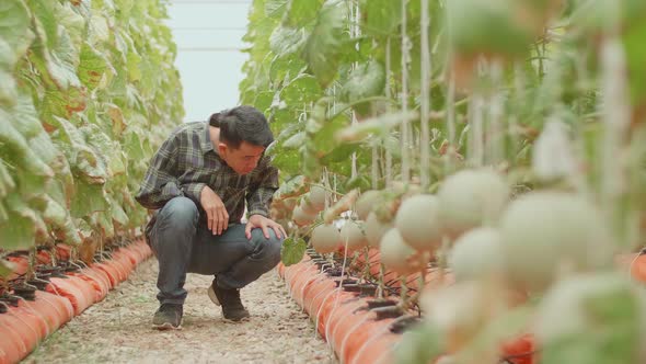 Asian Farmer Looking And Checking Melon In Green House Of Melon Farm
