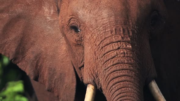 Slow motion close up of African Elephant in Kenya