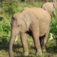 Elephant in Sri Lanka - VideoHive Item for Sale