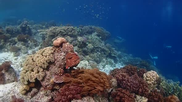 swimming through a busy & healthy coral reef filled with fish & divers below in the distance.