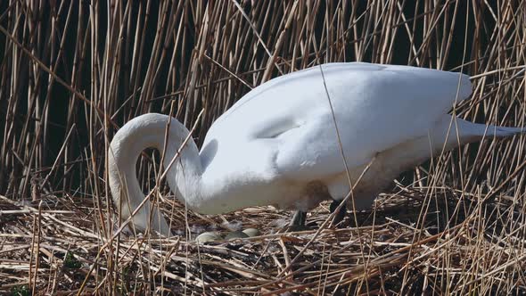 white swan broods and then turns its eggs in the nest
