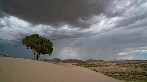 Single tree against the sky as monsoon thunderstorm rolls over the Utah desert