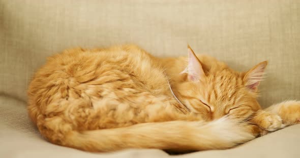 Cute Ginger Cat Sleeping on Beige Chair. Fluffy Pet Dozing on Couch. Cozy Home.