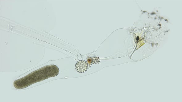 Larva Appendicularia under a microscope, order Copelata