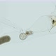 Larva Appendicularia under a microscope, order Copelata - VideoHive Item for Sale