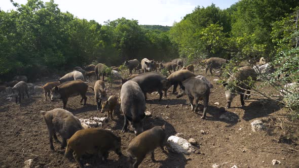 Wild boar (Sus scrofa) enclosure in hunting reserve, static shot