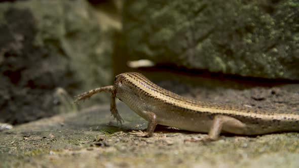 Lizard Eating Frog