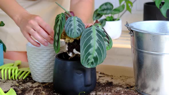 A woman transplants a potted houseplant Black Maranta Massangeana into a new ground in a black pot w