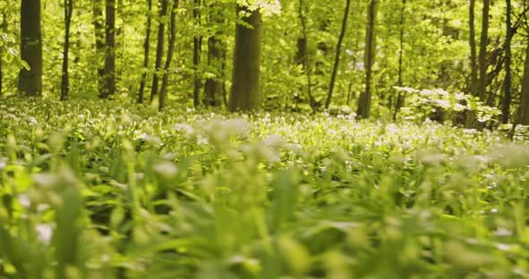 Panning Closeup Shot of Beautiful White Flowers in the Middle of Forest Woods