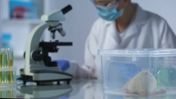 Female Scientist Working Cancer Medication in Laboratory, Animal Treatment Test