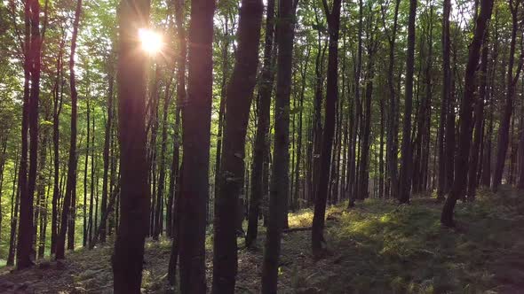 Sun Light in Green Forest