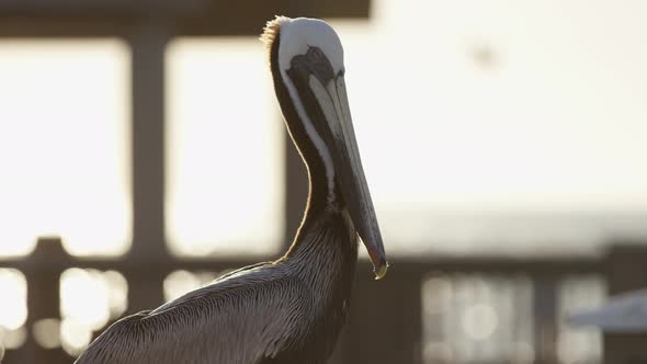 Close up of a pelican