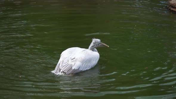 Pelican Flaps Its Wings on Water