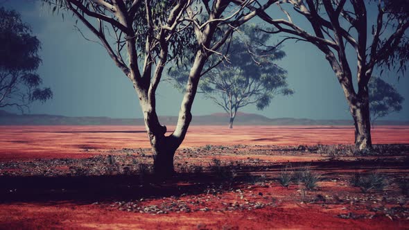 African Savanna Landscape with Acacia Trees