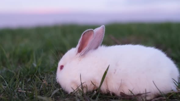 Beautiful White Bunny in the Sunlight Walking on the Grass