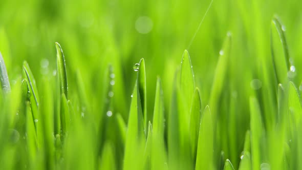 Fresh Green Grass with Rain Drops Field of Young Wheat Rye Closeup Nature Macro