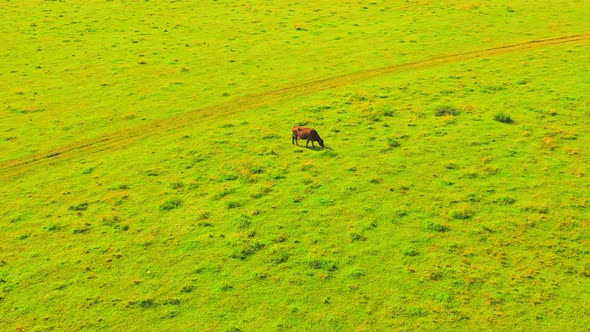 Brown Graze Cow Rural Scene in Countryside