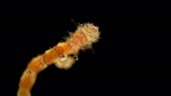 The Caterpillar-shaped or Eruciform Larva Under the Microscope