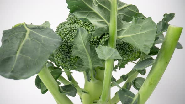 Organic Broccoli Spinning on White