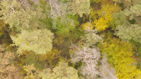 Forest with Trees in an Autumn Day