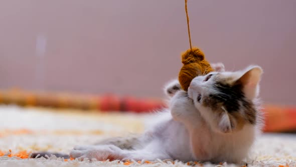 Kitten Playing