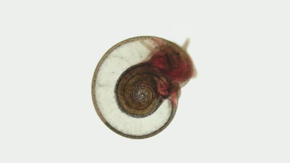 Snail Family Planorbidae Under Microscope Order Pulmonata