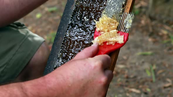 Beekeeper extracting honey from honeycomb in apiary