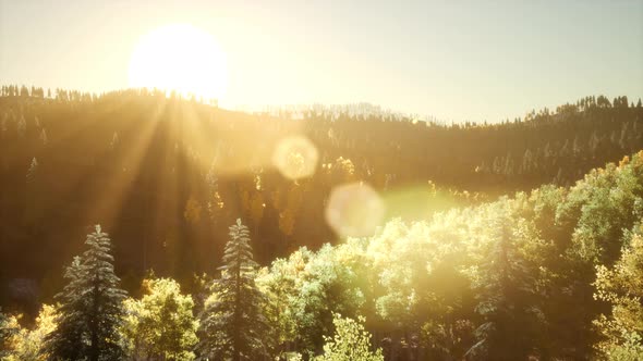 Rays of the Sun Make Their Way Through the Branches