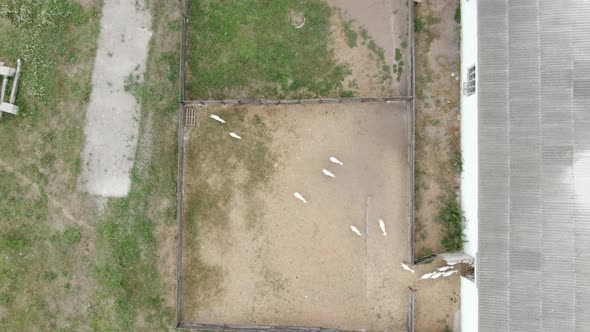 Top View Goats Running From Paddock in Barn on Ranch Outdoors