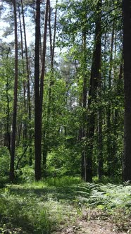 Vertical Video of a Summer Green Forest with Trees During the Day Slow Motion