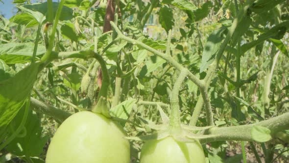 A fresh tomato, not yet ripe, grows on a Bush.