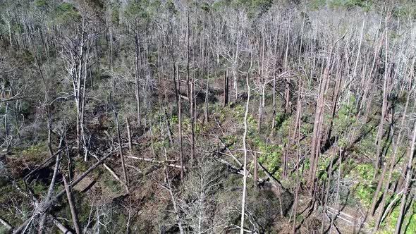 Hurricane Damage to Trees in Port St. Joe, Florida.